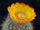 DSC06551