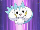 pachirisu