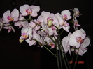 DSC02648