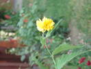 Picture 278
