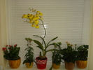 ORHIDEE SI KALANCHOE