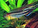 Apistogramma%20agassizi