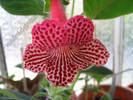 Kohleria new hibrid A 2