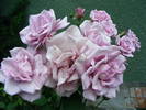 DSCF3725