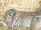 poze iepuri 2504 126