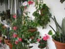 FLORI (3)
