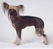 Chinese Crested
