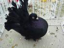 rcluj negru 1