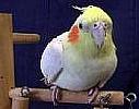imagesCAH87Z50