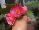 Picture 012