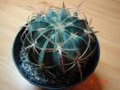 Ferocactus macrodiscus