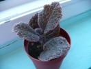 episcia B