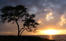 791_treeatwailea_1440x900