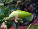 Salsa Yellow Pepper (2009, June 16)