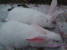 poze iepuri 117