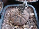 Gymnocalycium ragonesei