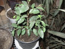 ficus benjamin