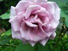 DSCF3722