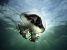 nature wallpapers (54)