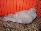 18105 reduced brown 0x