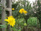 HELIOPSIS