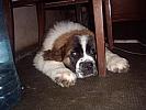 Saint Bernard