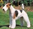 Fox Terrier Cu Par Sarmos (F)