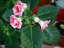 Gloxinia roz dublu