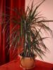 Dracaena 2