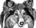 Shetland Sheepdog2