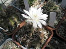 Gymnocalycium anisitsii - 11.06