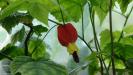 abutilon