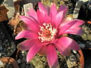 Gymnocalycium baldianum - floare 10.06