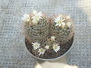 Mammilaria pennyspinosa