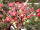 Echeveria affinis - flori