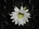 Echinopsis megacarpa - floare