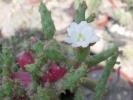 Opuntia salmiana v. albiflora