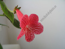 Kohleria Amabilis 1