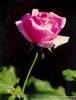 rose063