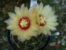 Hamatocactus setispinus (1)