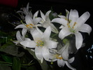 DSCI0871