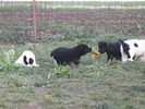 poze 04.05.2009 177