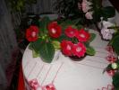 Gloxinie rosie