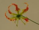 gloriosa