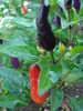 Black-Red Chili Pepper (2009, Sep.16)