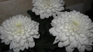 crizantema alba