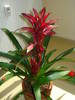 GUZMANIA
