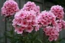 800px-Phlox_paniculata_flower