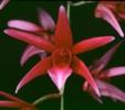 orhidee-