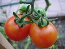 Tomato Cerise (2009, Sep.12)